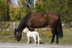 Sheep Herder's Dog and Horse royalty free stock photo Sheep Herder's Dog and Horse royalty free stock photo