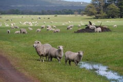 Sheep In A Rural Australian Landscape Stock Images