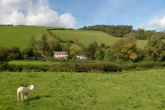 Sheep In Field, Doone Valley, Exmoor, North Devon Royalty Free Stock Photos