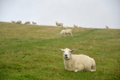 Sheep In Mist On Countisbury, Exmoor, North Devon Royalty Free Stock Photos