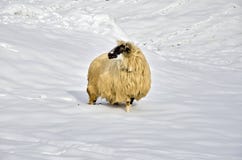 Sheep In The Snow Royalty Free Stock Image