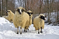 Sheep In The Snow Royalty Free Stock Photos