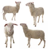 Sheep Isolated On A White Background Royalty Free Stock Photos