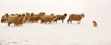 Sheep leading a dog