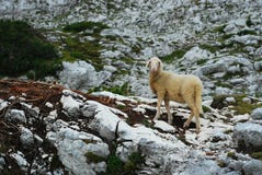 Sheep in the mountains I. royalty free stock image Sheep in the mountains I. royalty free stock image