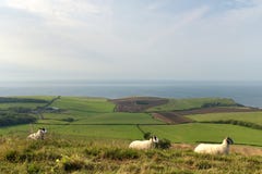 Sheep On Path, Swyre Head Stock Image