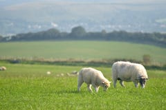 Sheep On Path, Swyre Head Royalty Free Stock Images