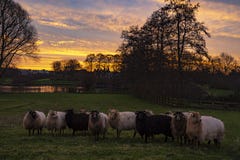 The sheep seem to have no interest in the magnificent rising sun that seems to set the sky ablaze above the park De Weidse Weide i