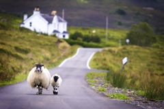 Sheep walking