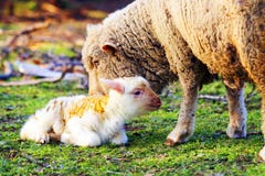 Sheep With Cute Little Lamb On Field Royalty Free Stock Photo