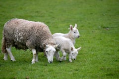 Sheep With Lamb, Keswick Stock Photo