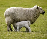 Sheep With Lambs Royalty Free Stock Images