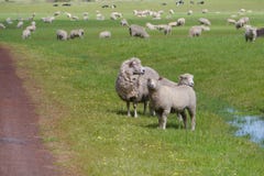 Sheep With Lambs In A Meadow Royalty Free Stock Photos