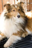 sheepdog shetland royaltyfria bilder sheepdog shetland royaltyfria bilder