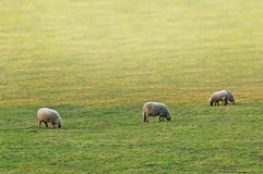 Sheeps Royalty Free Stock Photo