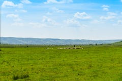 Sheeps het weiden op het groene weiland in de grote vallei in een zonnige de zomerdag met heldere blauwe hemel stock foto Sheeps het weiden op het groene weiland in de grote vallei in een zonnige de zomerdag met heldere blauwe hemel stock foto