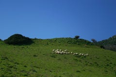 Sheeps In Sardinia Royalty Free Stock Photo