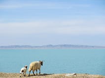 Sheeps stoi blisko Halnego jeziora przy Qinghai, Chiny fotografia royalty free Sheeps stoi blisko Halnego jeziora przy Qinghai, Chiny fotografia royalty free