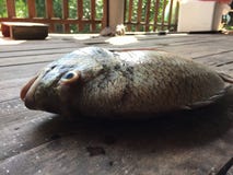 Sheepshead, scup, и пагр красных/черноты, майор Pagrus стоковые изображения rf Sheepshead, scup, и пагр красных/черноты, майор Pagrus стоковые изображения rf