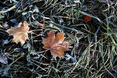 A sheet covered with frost or radiation frost. The autumn colors are red and green with the dust of icy white crystals in the sun royalty free stock photos A sheet covered with frost or radiation frost. The autumn colors are red and green with the dust of icy white crystals in the sun royalty free stock photos