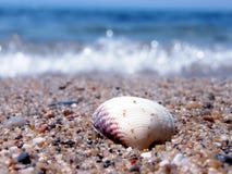 Shell Stock Photos Shell Stock Photos