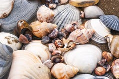 Shell Accumulation stock foto's Shell Accumulation stock foto's