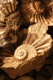Shell Background Royalty Free Stock Photography Shell Background Royalty Free Stock Photography