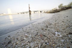 Shell on the beach sand sea royalty free stock photo Shell on the beach sand sea royalty free stock photo