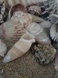 Shell royalty free stock image Shell royalty free stock image
