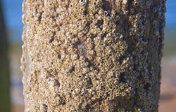 Shell covered trunk in the beach, day time stock photos Shell covered trunk in the beach, day time stock photos