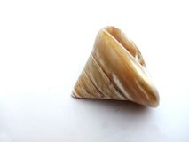 Shell da pérola isolado no fundo branco papel de parede do fundo da natureza, imagens de stock royalty free Shell da pérola isolado no fundo branco papel de parede do fundo da natureza, imagens de stock royalty free