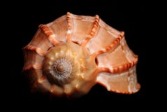  Shell del mar imágenes de archivo libres de regalías
