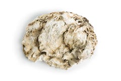 Shell del mar aislado en un fondo blanco imagen de archivo Shell del mar aislado en un fondo blanco imagen de archivo