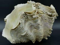 Shell der riesigen Muschel lizenzfreie stockbilder Shell der riesigen Muschel lizenzfreie stockbilder