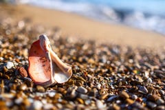 Shells on the beach. royalty free stock photography Shells on the beach. royalty free stock photography