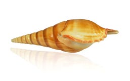 Shell marine mollusk Arabian tibia lat. Tibia insulaechorab on a white background stock photography Shell marine mollusk Arabian tibia lat. Tibia insulaechorab on a white background stock photography