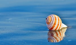 Shell sur une plage avec la réflexion image stock Shell sur une plage avec la réflexion image stock
