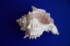 Shell with thorns royalty free stock photo Shell with thorns royalty free stock photo