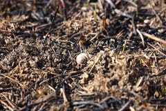 Shell van een slak, die in een brand was gestorven, ligt op gebakken gras Gevolgen van een catastrofe De lentetan groene dekking stock afbeeldingen Shell van een slak, die in een brand was gestorven, ligt op gebakken gras Gevolgen van een catastrofe De lentetan groene dekking stock afbeeldingen