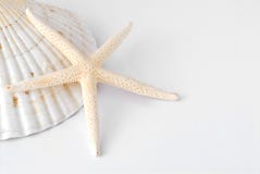Shells Royalty Free Stock Photo Shells Royalty Free Stock Photo