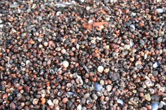 shells photographie stock shells photographie stock