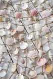 shells photographie stock shells photographie stock