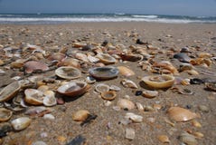 Shells auf dem Strand stockfotos Shells auf dem Strand stockfotos