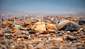 Shells op een wild strand (Sicilië, Italië) royalty-vrije stock afbeelding Shells op een wild strand (Sicilië, Italië) royalty-vrije stock afbeelding