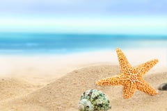 Shells sunny beach Stock Photos Shells sunny beach Stock Photos