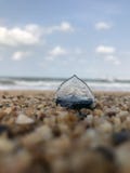 Shell·sailboat royalty free stock image Shell·sailboat royalty free stock image