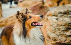 Sheltie ståendestenar royaltyfria bilder Sheltie ståendestenar royaltyfria bilder