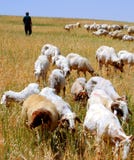Shepherd And Flock Stock Photo