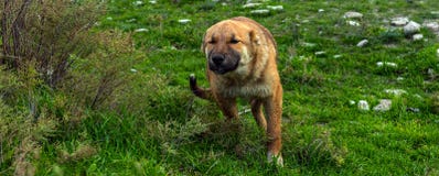 Shepherd dog stock photo Shepherd dog stock photo