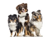 Shetland fårhund och australisk herde, hundkapplöpning i rad, vit arkivfoto Shetland fårhund och australisk herde, hundkapplöpning i rad, vit arkivfoto